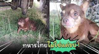 ช่วยเหลือสัตว์