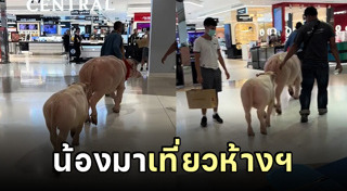 ควายไทย