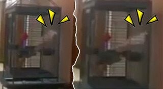 นกกระตั้ว