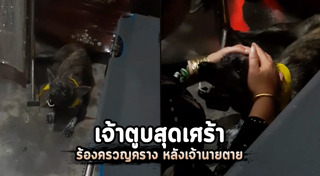 คาเฟ่หมา