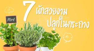 ผักสวนครัว