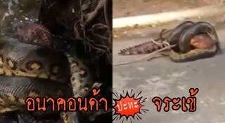 งูอนาคอนด้า