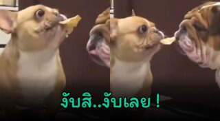 หมาดื้อ