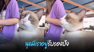 แมวเซเลบ