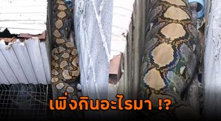 กู้ภัยจับงู