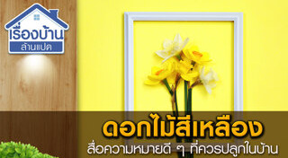 ปลูกไม้ดอก