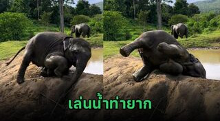 ช้างไทย