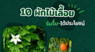 ปลูกผักสวนครัว