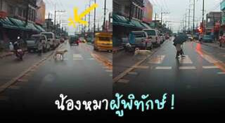 หมาน่ารัก