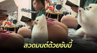 ปอมเมอเรเนียน