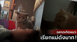 แมวพูดได้