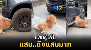 หมาแสนรู้
