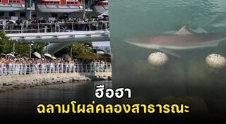 ฉลาม