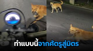 หมากัดคน