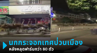 นกกระจอกเทศ