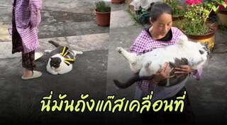 แมวอ้วน