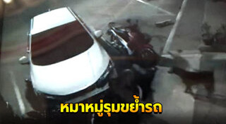 หมากัดรถ