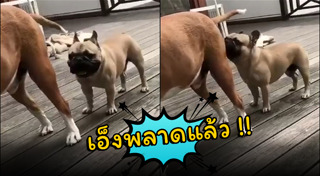 หมาพันธุ์ปั๊ก