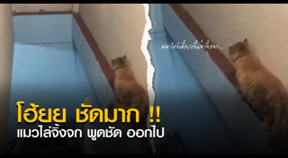 แมวพูดได้