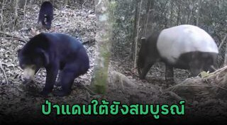 สัตว์ใกล้สูญพันธุ์