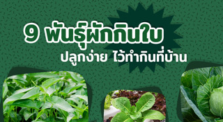 ปลูกผักสวนครัว