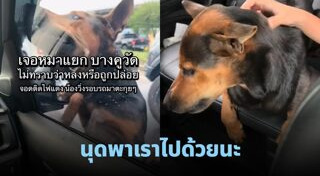 ช่วยหมา