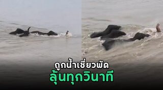 ช้างป่า