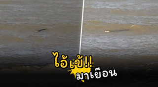 จระเข้น้ำเค็ม