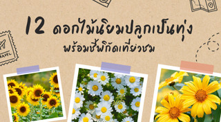 ทุ่งดอกไม้