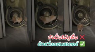 หนูแฮมสเตอร์