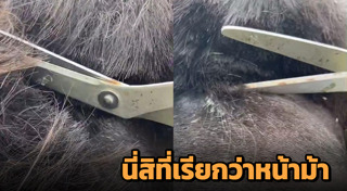 ทรงผมหน้าม้า