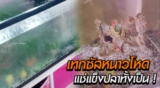 ปลาสวยงาม