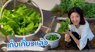 ผักสวนครัว