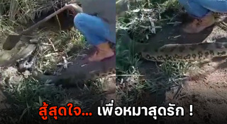 งูอนาคอนด้า