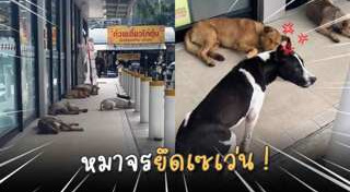 สุนัขจรจัด