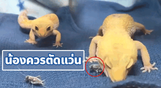 กิ้งก่า