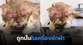 ช่วยแมว