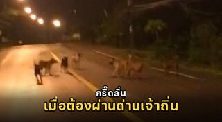 หมากัดรถ