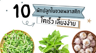 ปลูกผักสวนครัว