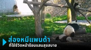 หมีแพนด้า