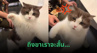 แมวน่ารัก