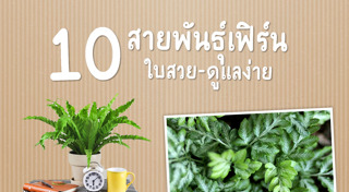 เฟิร์น