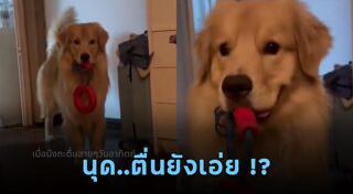 โกลเด้น รีทรีฟเวอร์