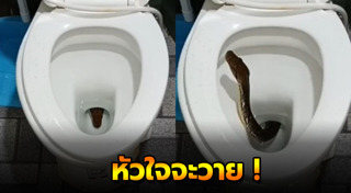 งูในชักโครก