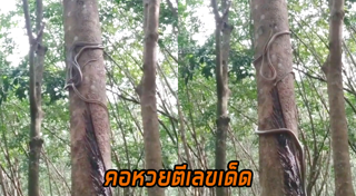 คลิปหายาก