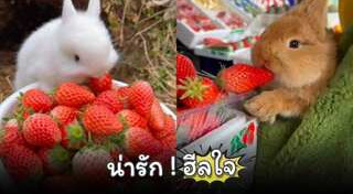 กระต่าย