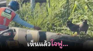 อาหารสัตว์เลี้ยง