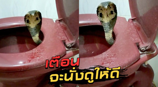 งูในชักโครก