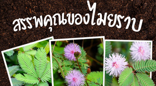 สมุนไพรพื้นบ้าน