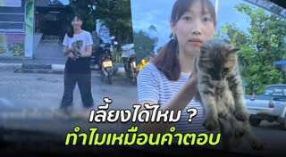 แมวถูกทิ้ง